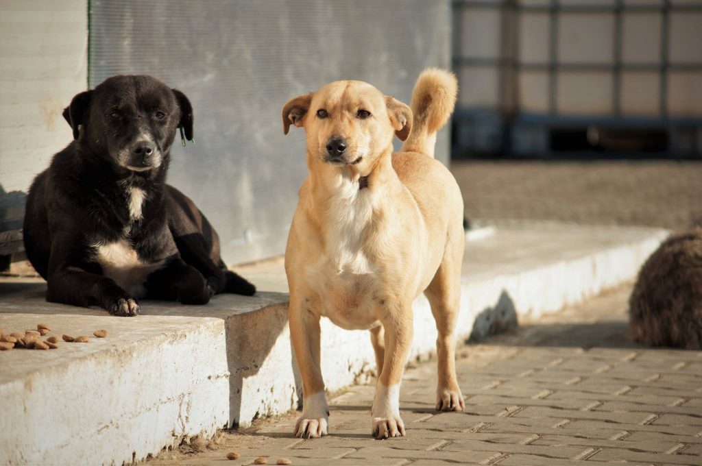 Imagini cu câini din adăpost, 24 noiembrie 2016