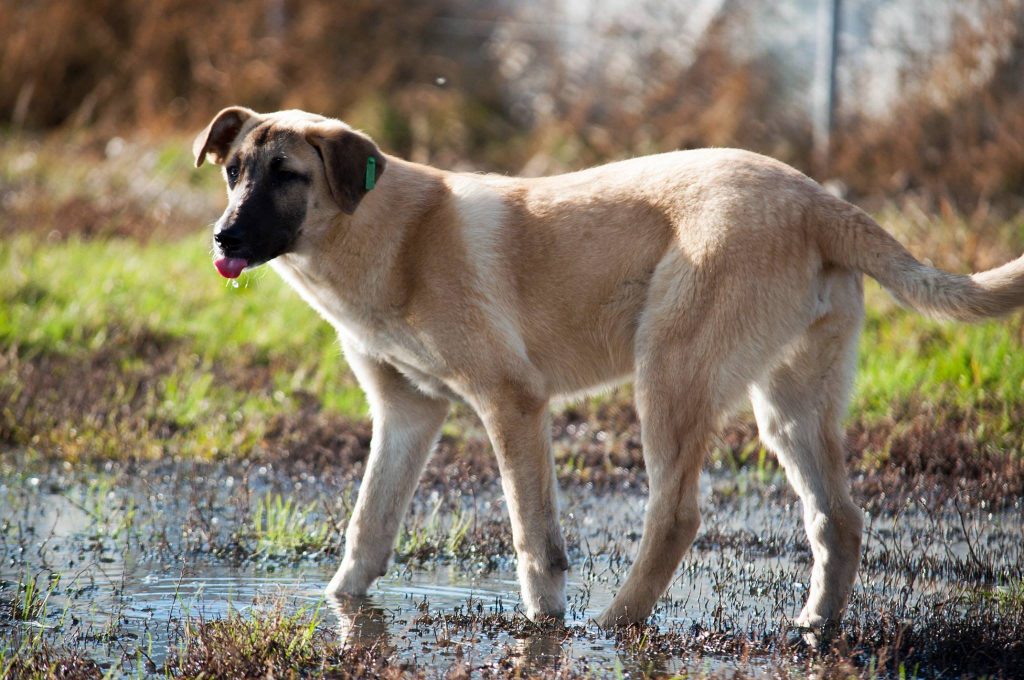 Imagini cu câini din adăpost, 24 noiembrie 2016