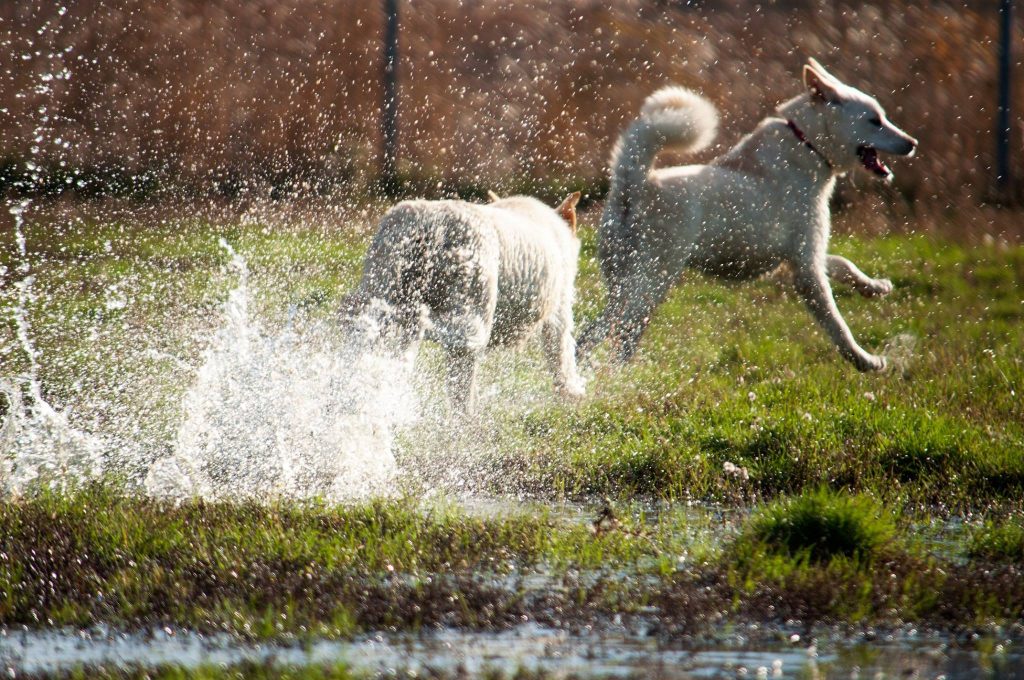 Imagini cu câini din adăpost, 24 noiembrie 2016