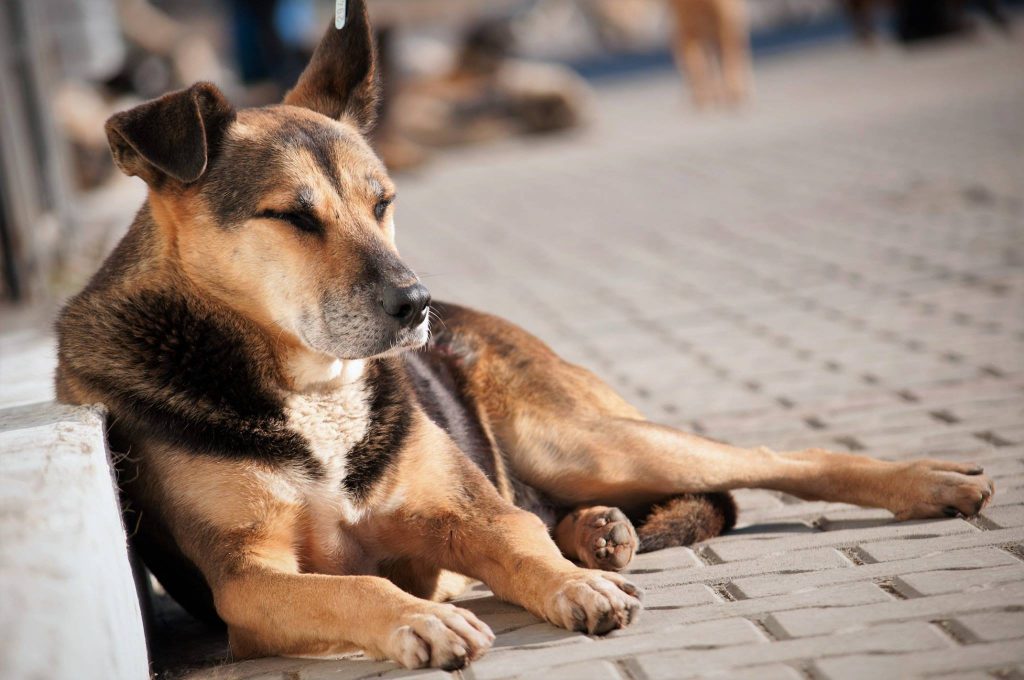 Imagini cu câini din adăpost, 24 noiembrie 2016