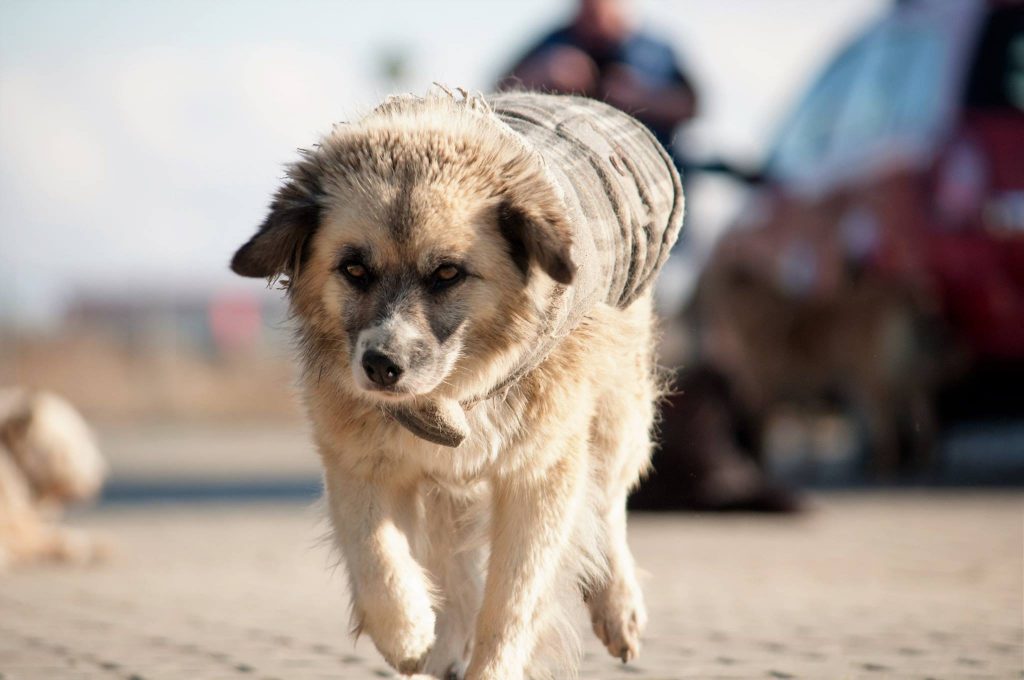 Imagini cu câini din adăpost, 24 noiembrie 2016