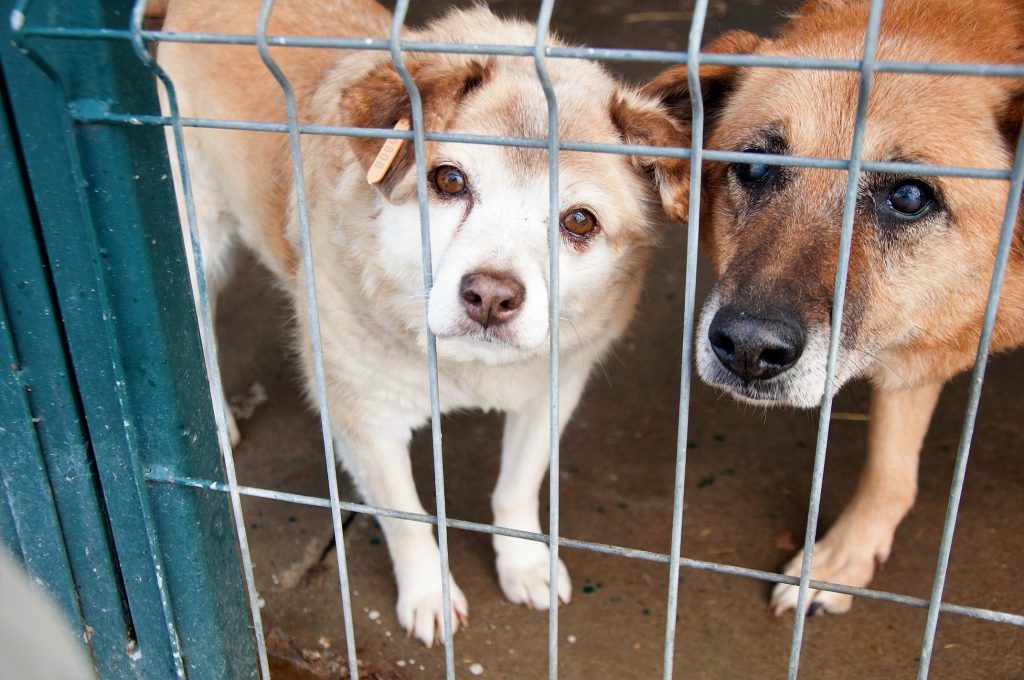 Imagini cu câini din adăpost, 24 noiembrie 2016