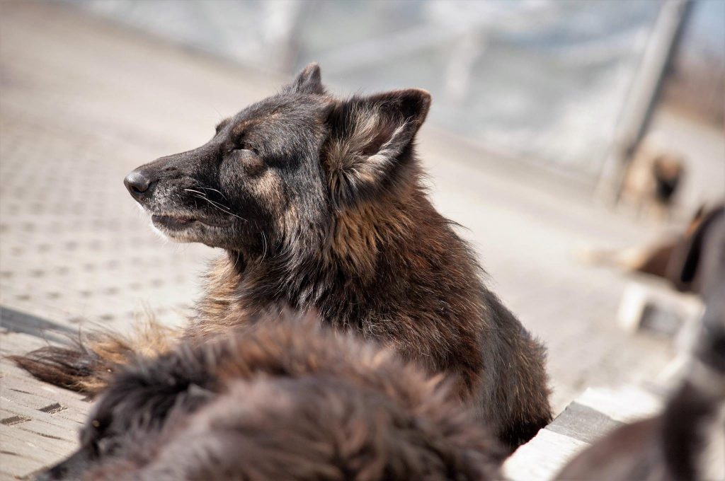Imagini cu câini din adăpost, 24 noiembrie 2016