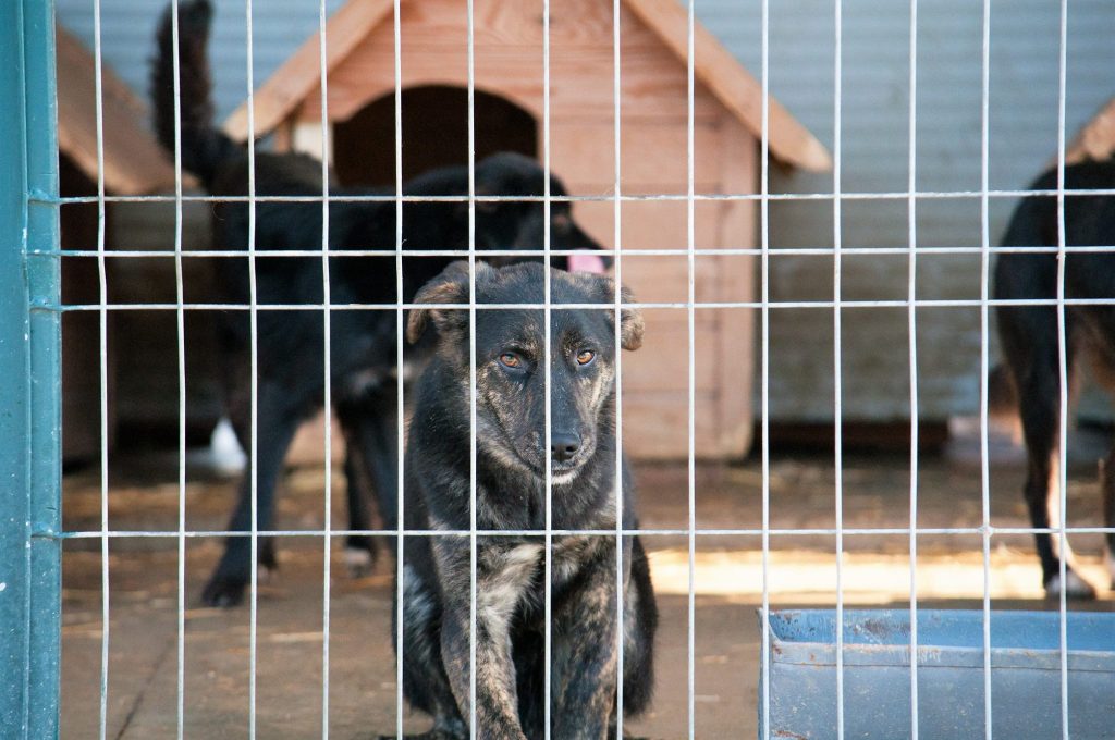 Imagini cu câini din adăpost, 24 noiembrie 2016