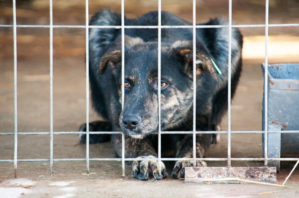 Imagini cu câini din adăpost, 24 noiembrie 2016