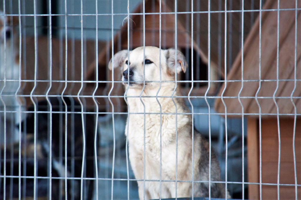 Imagini cu câini din adăpost, 24 noiembrie 2016