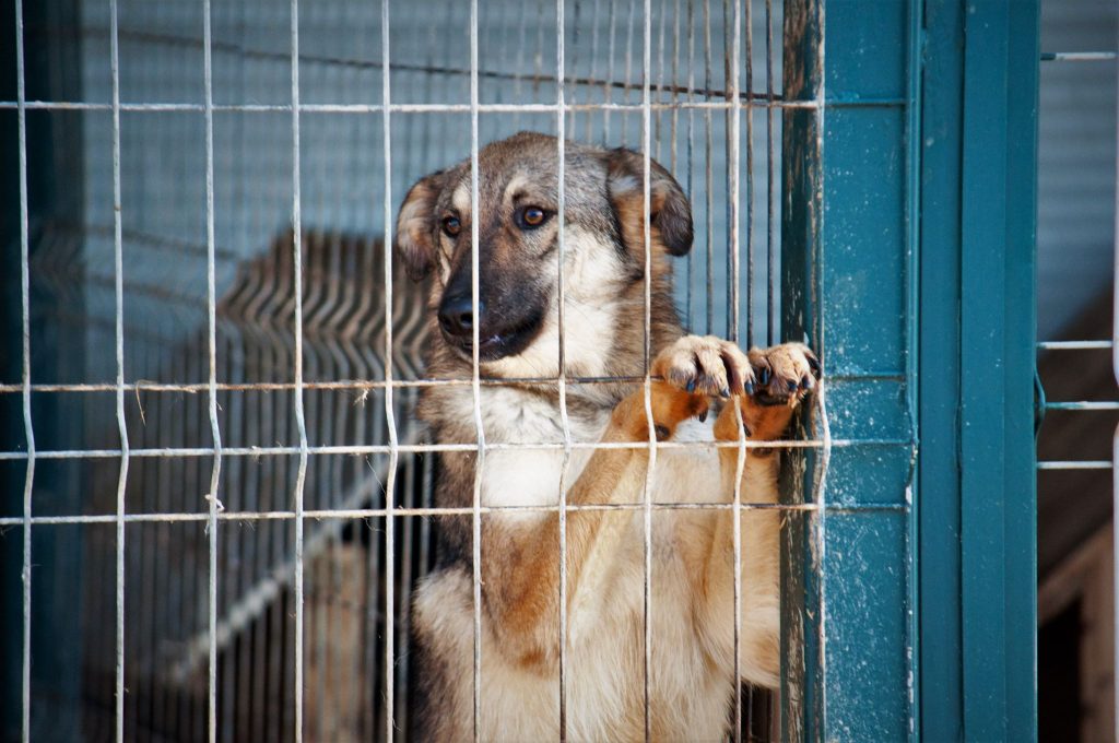 Imagini cu câini din adăpost, 24 noiembrie 2016