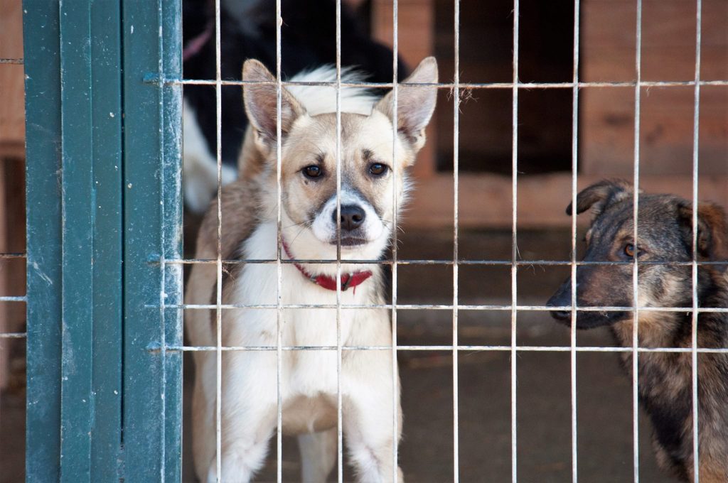 Imagini cu câini din adăpost, 24 noiembrie 2016