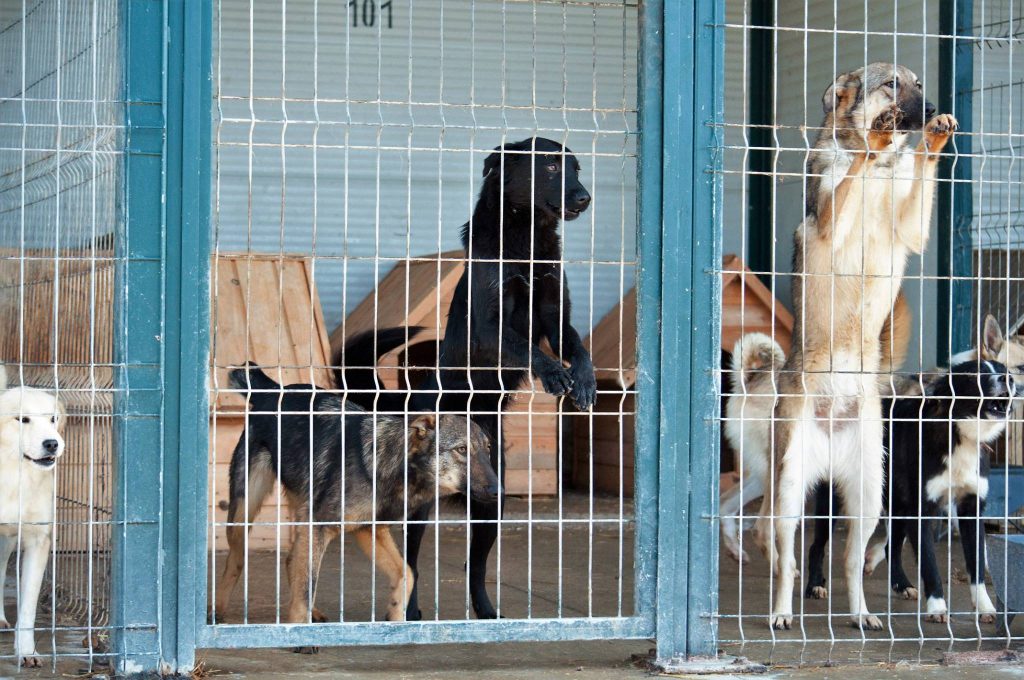 Imagini cu câini din adăpost, 24 noiembrie 2016