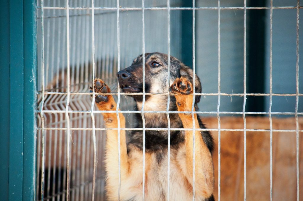 Imagini cu câini din adăpost, 24 noiembrie 2016