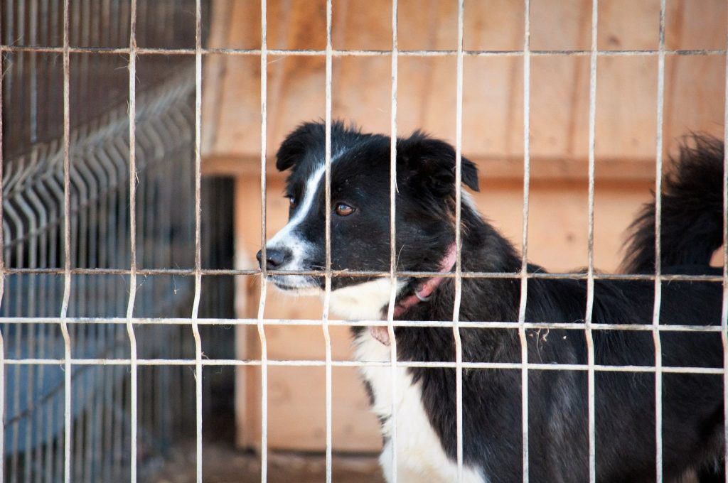 Imagini cu câini din adăpost, 24 noiembrie 2016