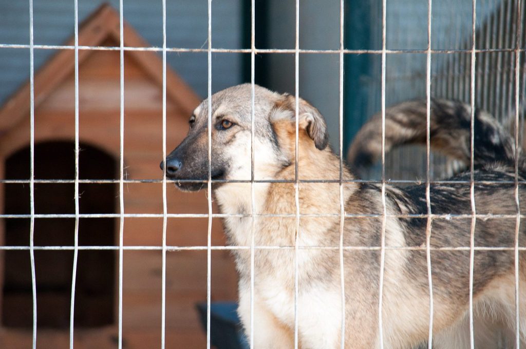 Imagini cu câini din adăpost, 24 noiembrie 2016