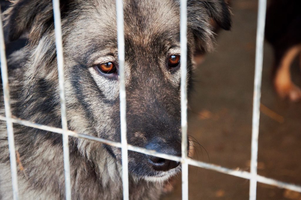 Imagini cu câini din adăpost, 24 noiembrie 2016