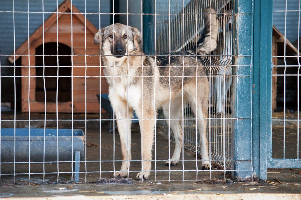 Imagini cu câini din adăpost, 24 noiembrie 2016