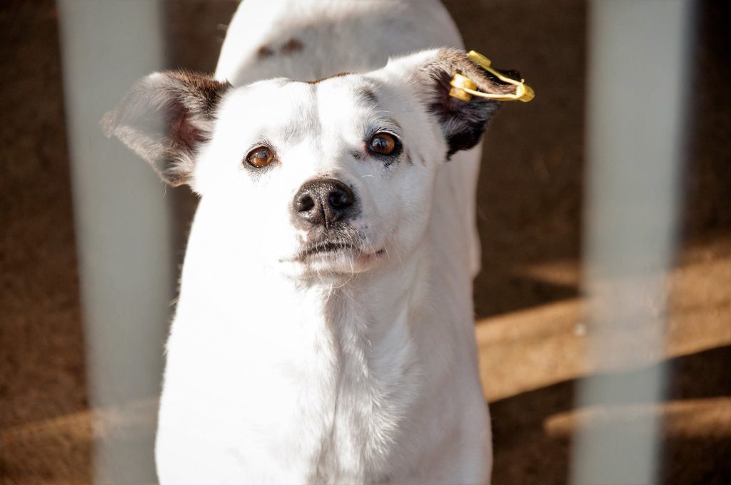 Imagini cu câini din adăpost, 24 noiembrie 2016