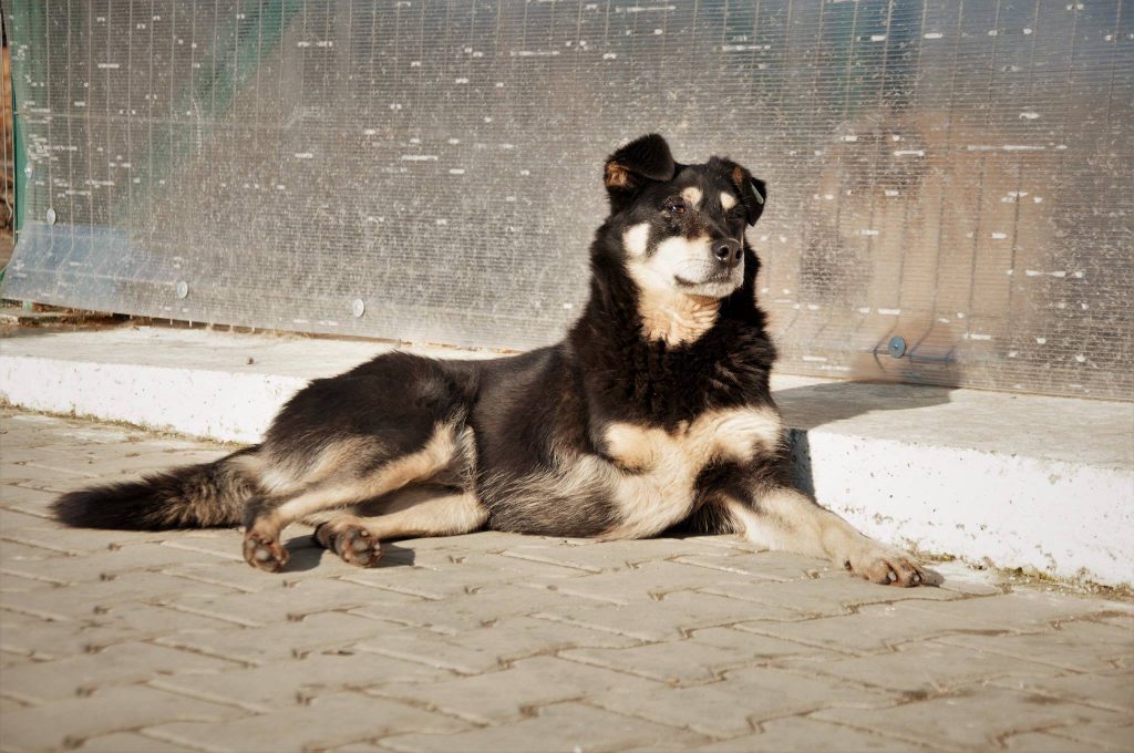 Imagini cu câini din adăpost, 24 noiembrie 2016