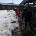 Deszăpezire și înlocuirea fânului din padocuri