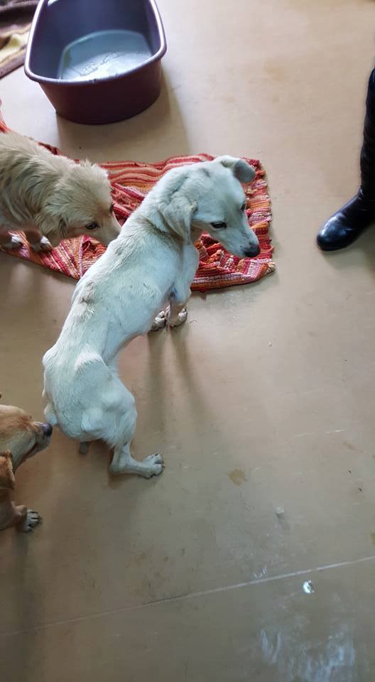 Cazul Toaca hernie inghinală hematom hemitoracele drept