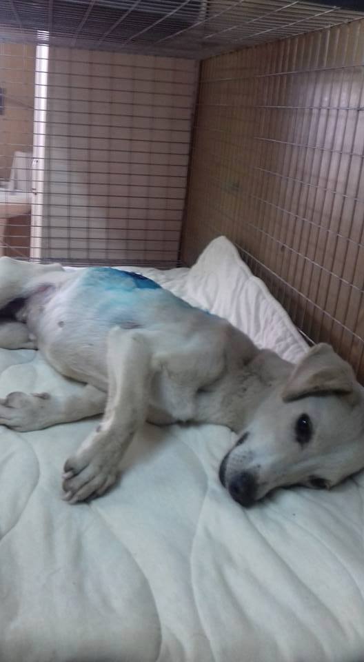 Cazul Toaca hernie inghinală hematom hemitoracele drept