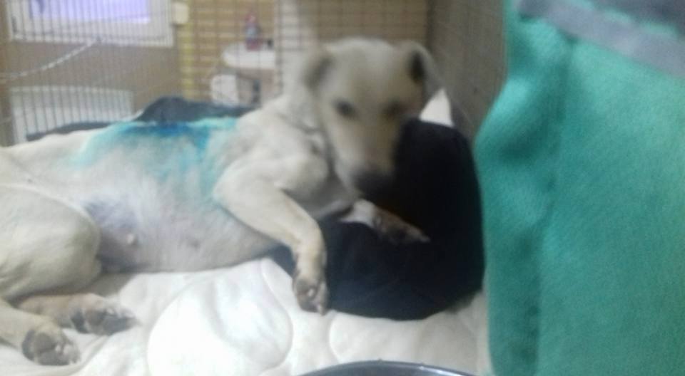 Cazul Toaca hernie inghinală hematom hemitoracele drept