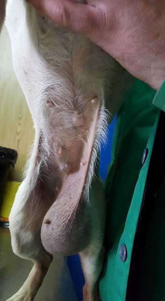 Cazul Toaca hernie inghinală hematom hemitoracele drept