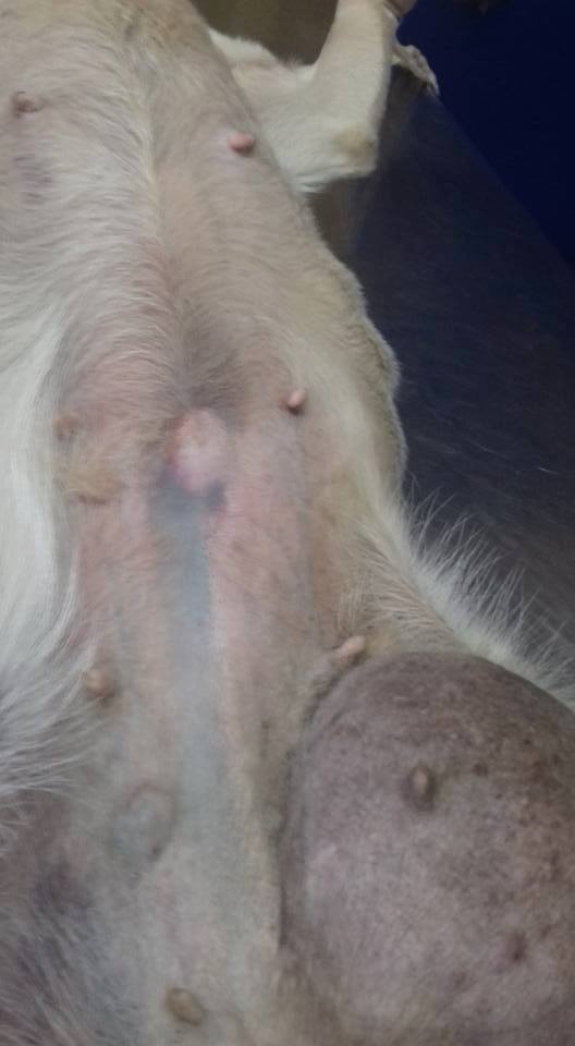 Cazul Toaca hernie inghinală hematom hemitoracele drept