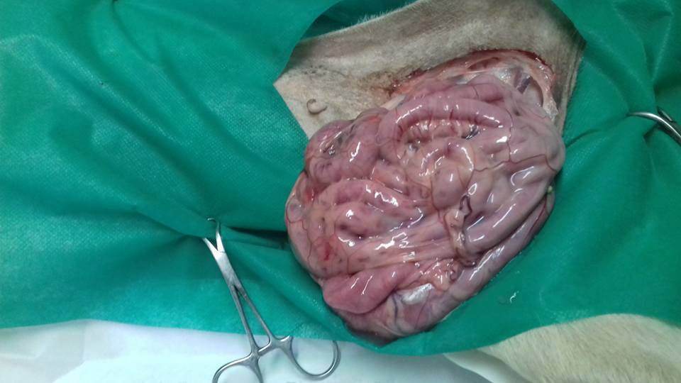 Cazul Toaca hernie inghinală hematom hemitoracele drept