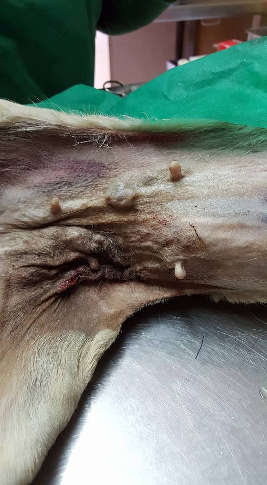 Cazul Toaca hernie inghinală hematom hemitoracele drept