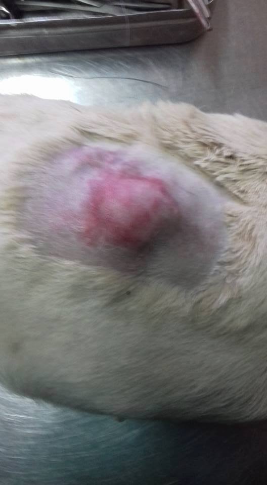 Cazul Toaca hernie inghinală hematom hemitoracele drept