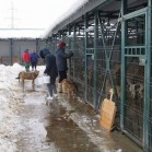 Apel pentru voluntariat la Adăpostul municipal Iași