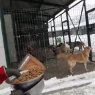 VIDEO - voluntariat sâmbătă, 11 februarie 2017