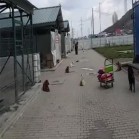 VIDEO, 25 martie 2017 în Adăpostul municipal Iași
