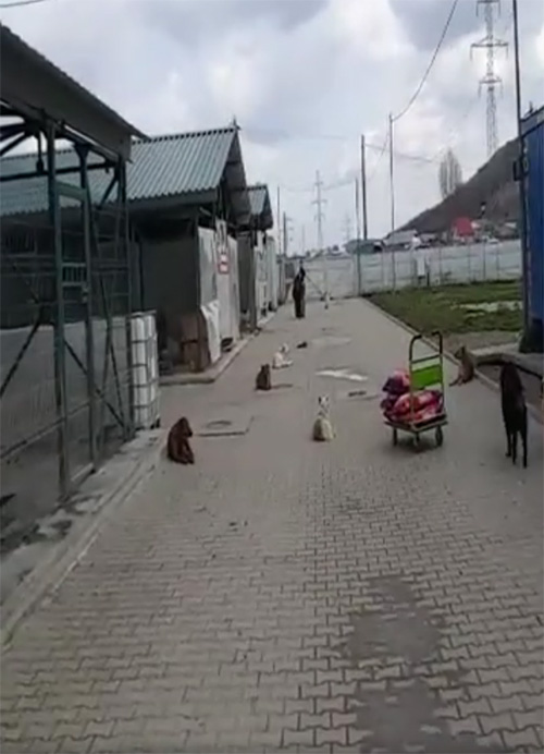 VIDEO, 25 martie 2017 în Adăpostul municipal Iași
