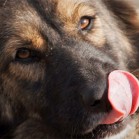 Adoptați din Adăpostul municipal Iași!
