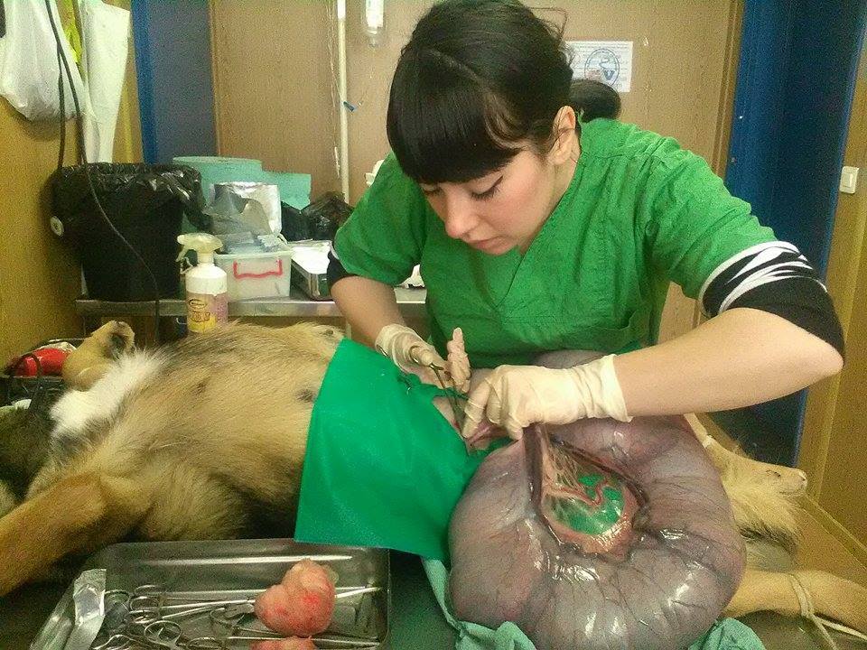 Operațiile de sterilizare în Adăpostul municipal Iași
