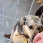 VIDEO din adăpost, 6 mai 2017