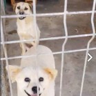 VIDEO - căței pentru adopție