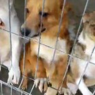 VIDEO din adăpost, 5 iulie 2017