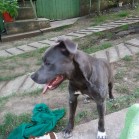 Hawaii adoptat în Axente Sever