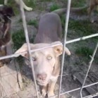VIDEO din adăpost, 21 august 2017