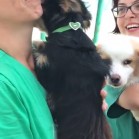 Plecarea cățeilor adoptați