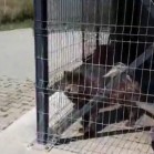 VIDEO, 26 august 2017