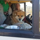 După trei ani de când a părăsit adăpostul, Daisy a venit în vizită