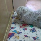 Frama, salvată după accidentul de mașină