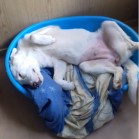 Sterilizarea timpurie versus nesterilizare!