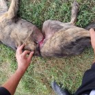 Cățelușă maltratată la Goruni, salvată în adăpost