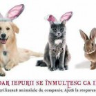 Singura solutie viabilă - STERILIZAREA