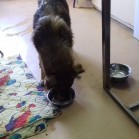 Cățea operată de tumora mamară