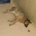 Despre Distemper Boala Carre (sau popular Jigodia sau Febra canină)