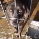 Din Adăpostul municipal, 25 noiembrie - VIDEO